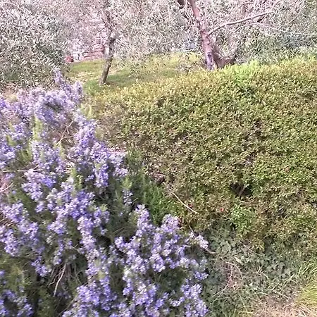 Anthea Country House טודי