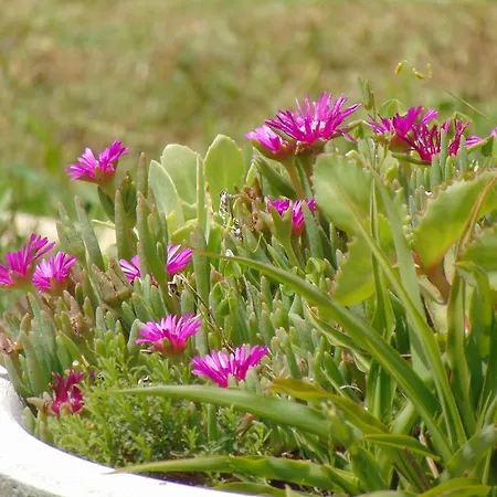 בית כפרי Anthea Country House טודי