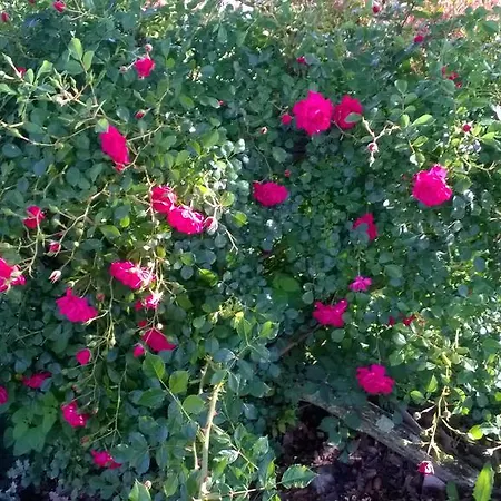 Anthea Country House בית כפרי