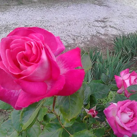 Anthea Country House טודי
