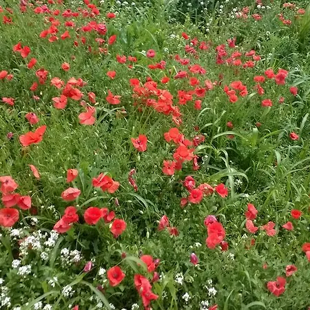 בית כפרי Anthea Country House
