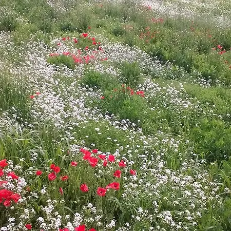 Anthea Country House בית כפרי טודי